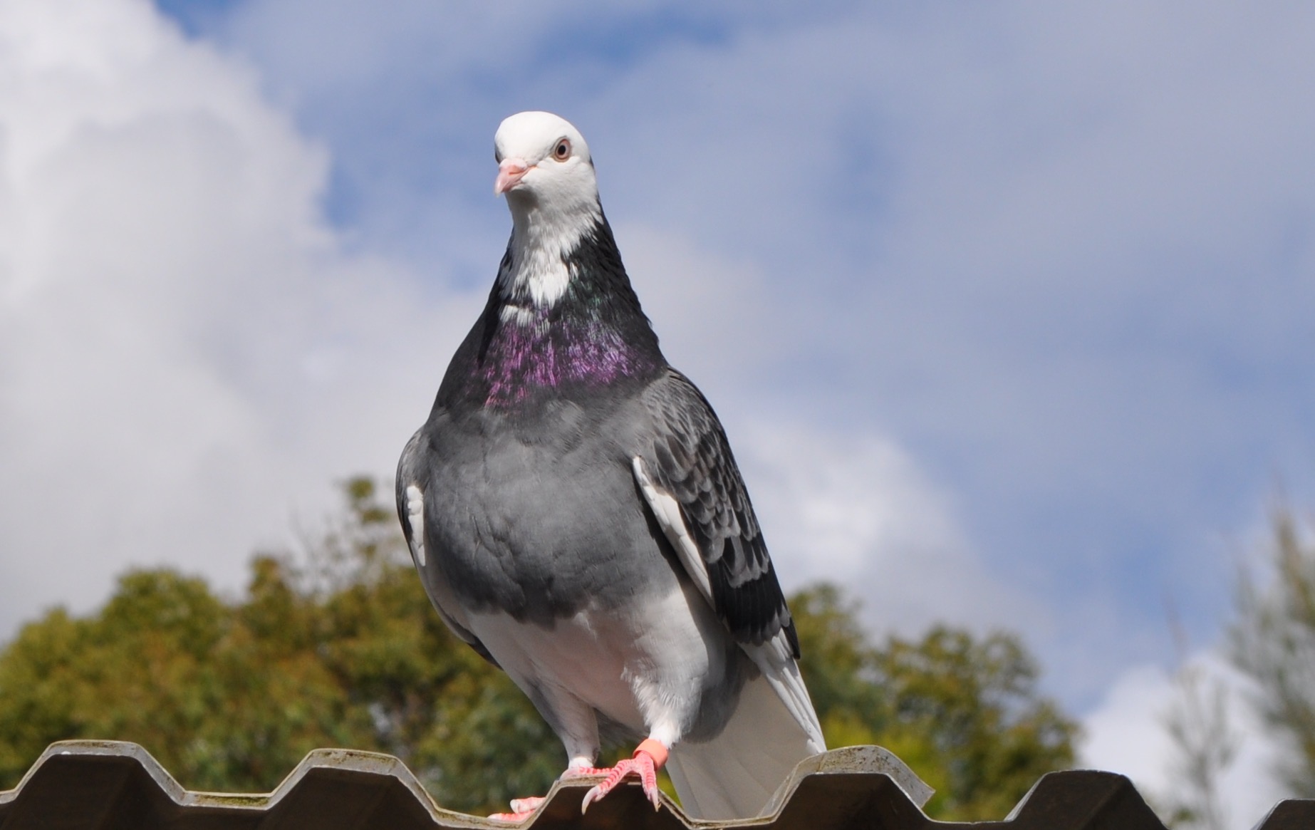 Photos – Roller Pigeons | Sydney Performing Roller Club